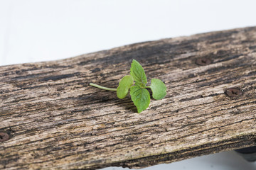 Shiso