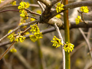 shrub with small yellow flowers in early spring