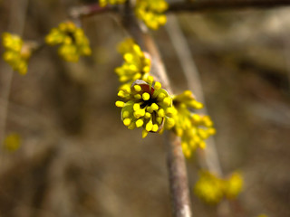 shrub with small yellow flowers in early spring