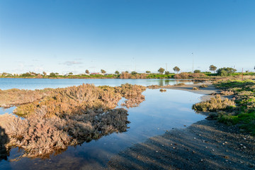 landscape with salt lake Larnaca and grass