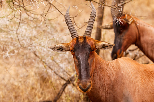 Antelope from Serengeti Tanzania closeup