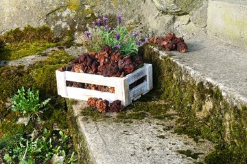 First spring mushrooms Morel, true Morchella or Black Morel Mushroom, Gyromitra esculenta on wooden box on natural background