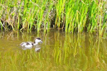 Swimming young common shelduck