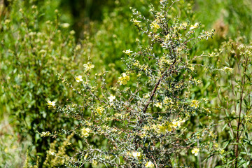 Senecio brasiliensis - Invasive pasture plant in the fields of southern Brazil