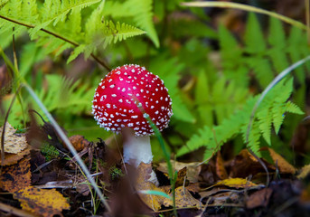 Amanita mushroom in the forest in autumn. Poisonous mushroom.