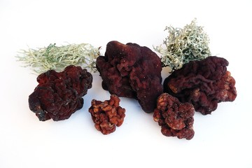 First spring mushrooms Morel, true Morchella or Black Morel Mushroom, Gyromitra esculenta isolated on white background