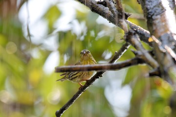 Yellow bird ( Spinus spinus),in the Taiwan.