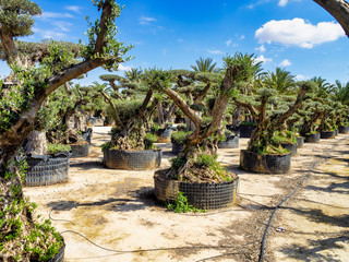 Olive trees nursery in Elche near Alicante in Spain
