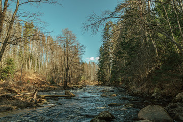 flowing river in the spring forest