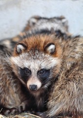 Furry raccoon dog on a winter day