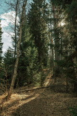 Fototapeta premium Sun rays coming through the fir-tree and pine forest