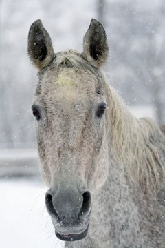 Snowstorm and grey tersky horse