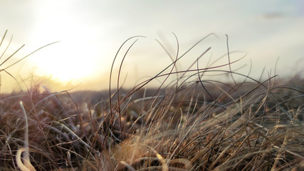 Obraz premium Close up Warm autumn or early spring background with meadow during the sunset. Silhouette of the grass in the light of the setting sun. Beautiful nature landscape with sunbeams.