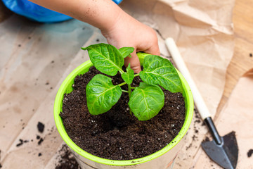 green sprout seedling with leaves in a pot protected with hands