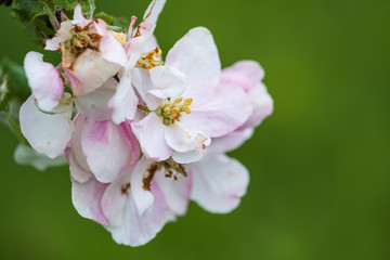 Fototapeta na wymiar Nahaufnahme von Apfelblüten