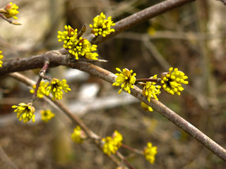 shrub with small yellow flowers in early spring