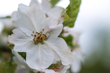Makro von Apfelblüten