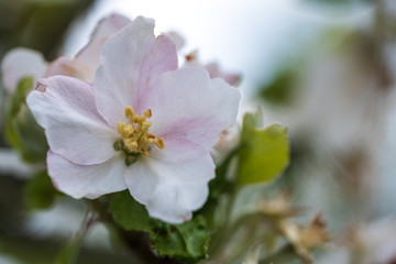 Close-up von Apfelblüten