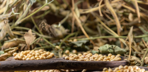 Soya beans (Glycine max) scattered on wooden spoons on vegetable background