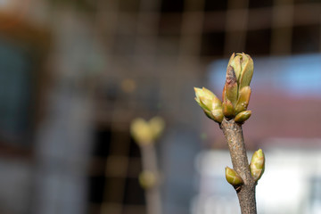 Small buds on a tree branch in early spring close-up with a blurred background. Spring mood