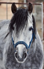 Grey horse with a black mane