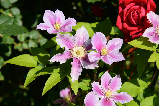 Blumen 320