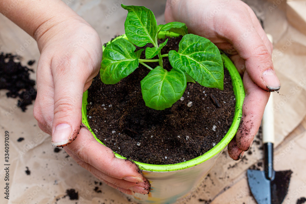 Wall mural green sprout seedling with leaves in a pot protected with hands