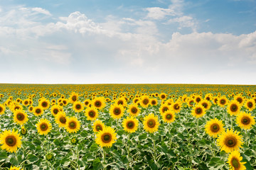 Field of sunflowers on a Sunny hot day