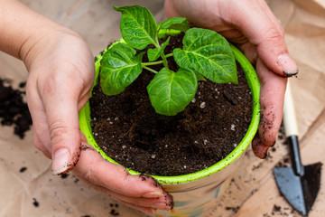 green sprout seedling with leaves in a pot protected with hands