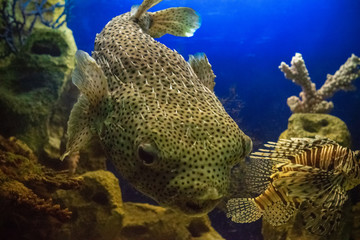 Big spotted fish swims. Underwater world.