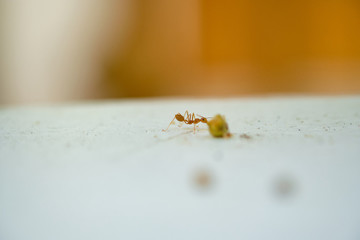 Close up of Ants crawling on green leaves. Macro mode.