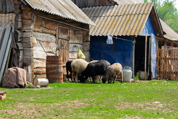 Sheep graze in the village in the yard