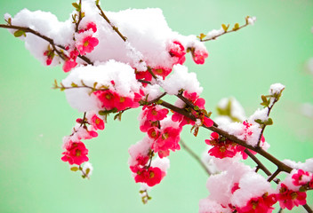 Snow covered flower in spring