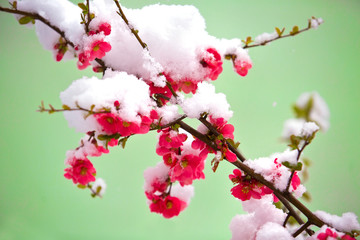 Snow covered flower in spring