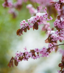 Snow covered flower in spring