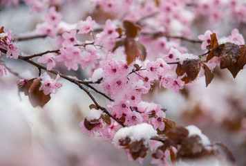 Snow covered flower in spring