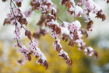 Snow covered flower in spring