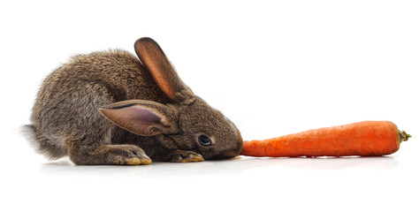 Fototapeta na wymiar Rabbit and carrot.