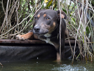 Wild Dog