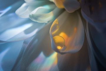 Petals of a white flower with a drop of water in a spectacular rainbow light. Detailed beautiful macro photo. The concept of flowering, spring, summer, flower creativity.