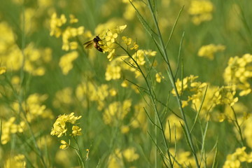 Honey Bee sitting On A Mustard Flower With Green And Yellow Background