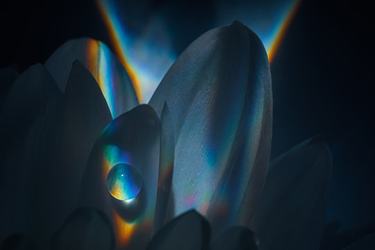 Petals of a white flower with a drop of water in a spectacular rainbow light. Detailed beautiful macro photo. The concept of flowering, spring, summer, flower creativity.