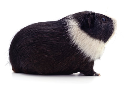 One guinea pig.