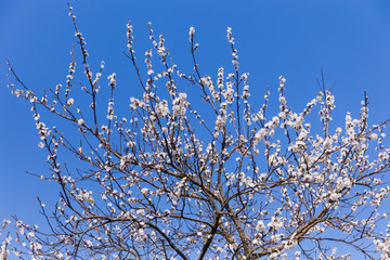 Top of the flowering apricot tree against the clear sky
