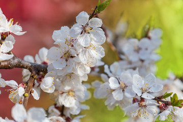 Branch of the flowering apricot tree on a blurred background