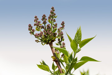 Lilac flower buds and spring young leaves on a light background