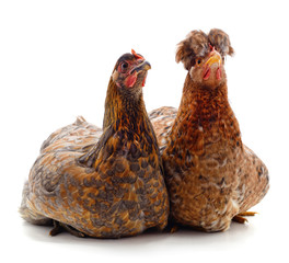 Two brown chicken.