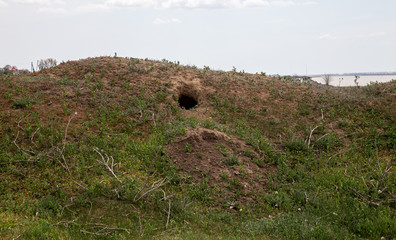city of animals. colony of wild wild animals on hill, covered with labyrinth of holes. Rabbit...