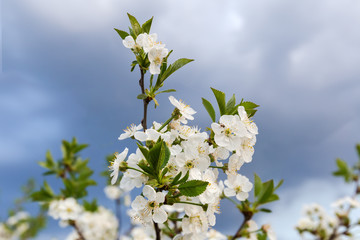Branch of the flowering cherry tree on a blurred background