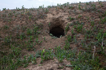 city of animals. colony of wild wild animals on hill, covered with labyrinth of holes. Rabbit...